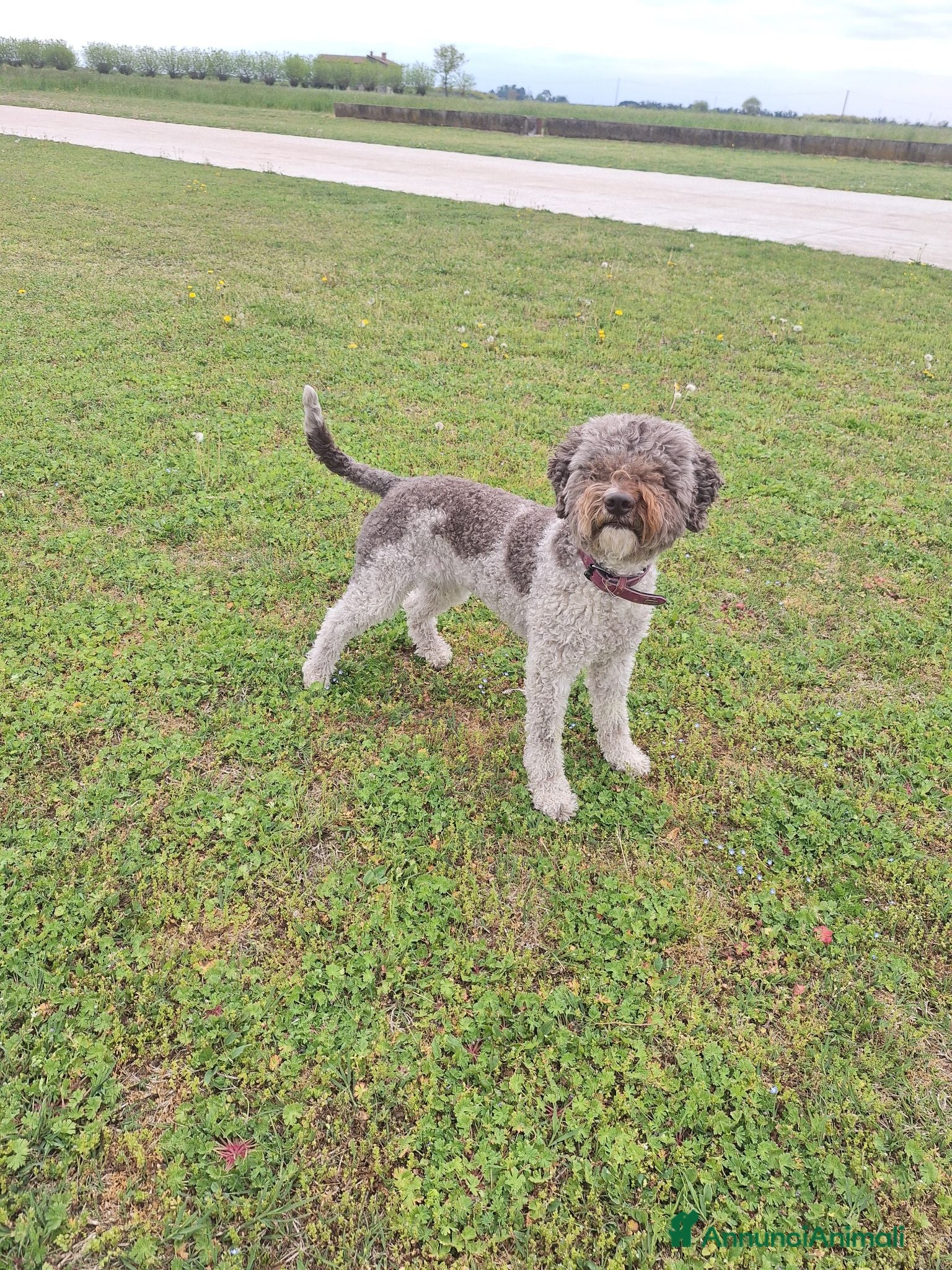 Lagotto cani Lagotto - Annuncio 6
