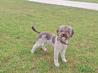 Lagotto cani Lagotto - Annuncio 16