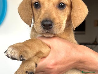 Altre razze cani Milena ed i suoi 6 fratellini cercano casa a Città metropolitana di Roma Capitale - Annuncio 7