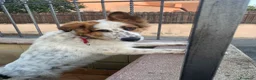 Meticcio cani in regalo: Cesare a Città metropolitana di Roma Capitale - Annuncio 3