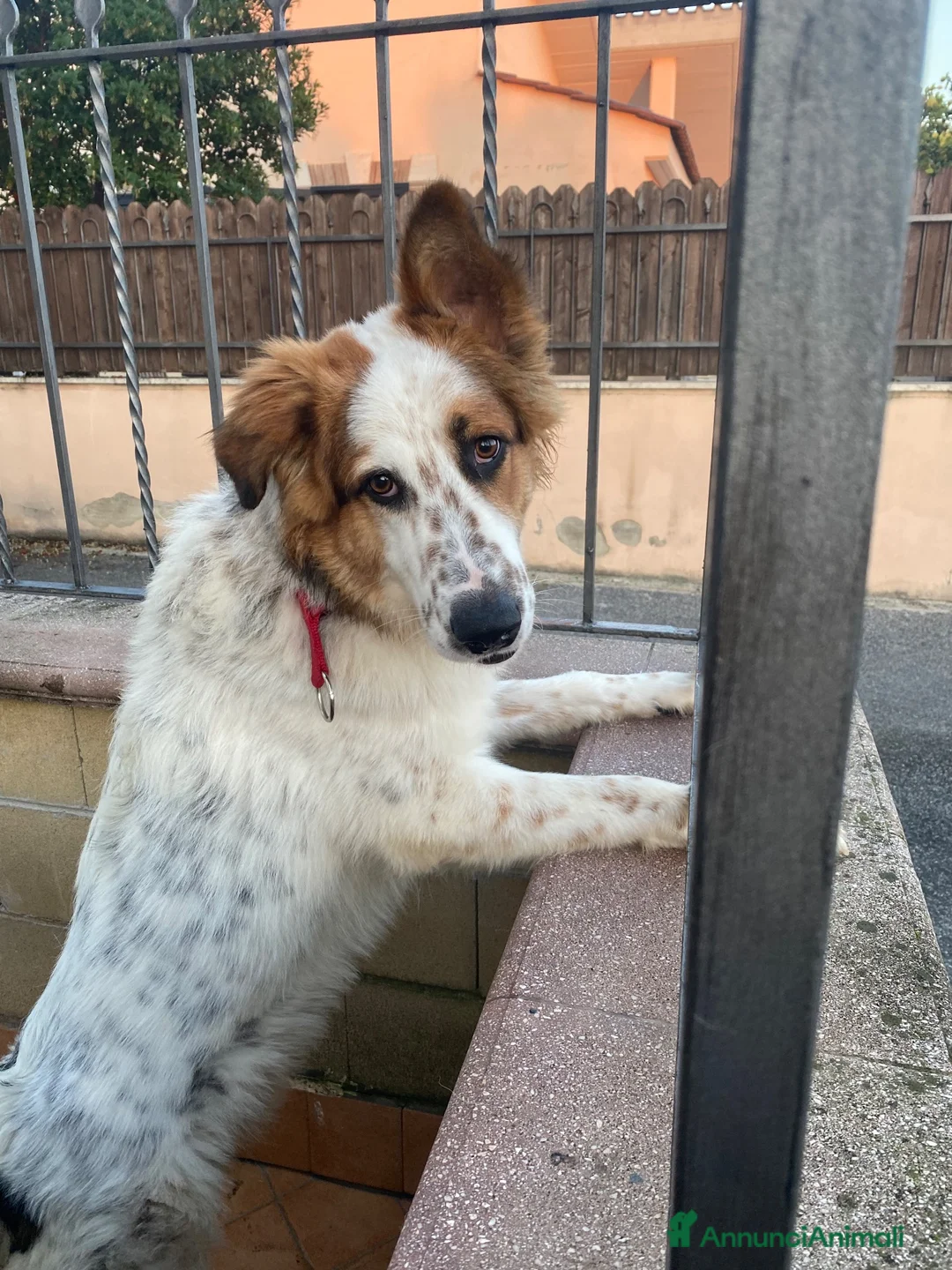 Meticcio cani in regalo: Cesare a Città metropolitana di Roma Capitale - Annuncio 3
