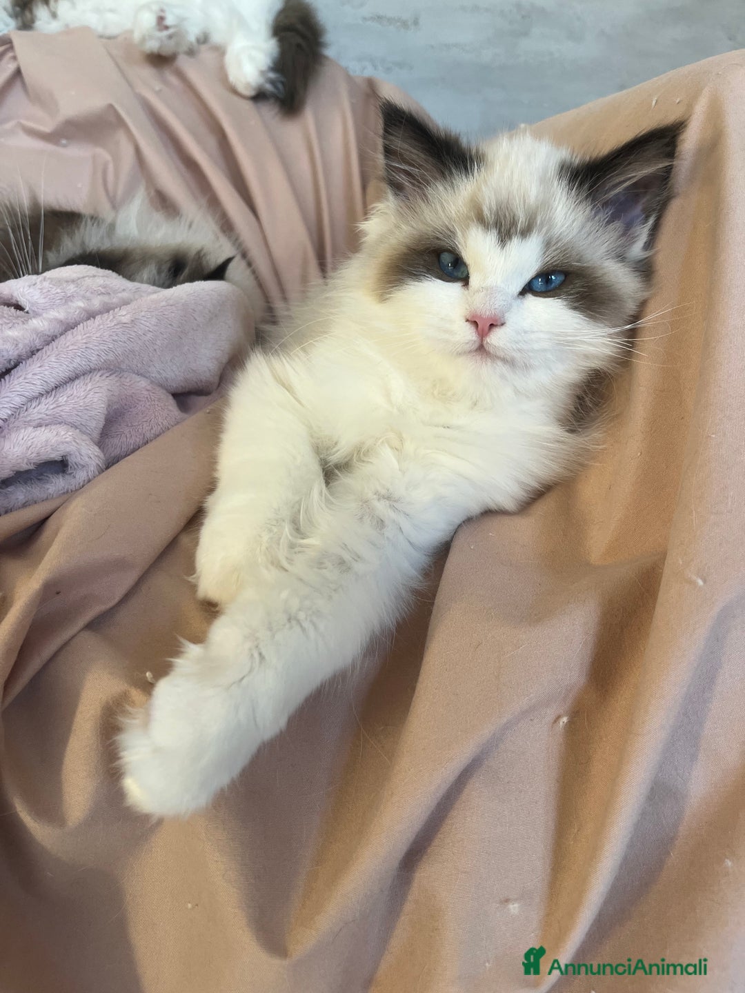 Ragdoll gatti in vendita: Cucciole Ragdoll disponibili subito pedigree  - Annuncio 2