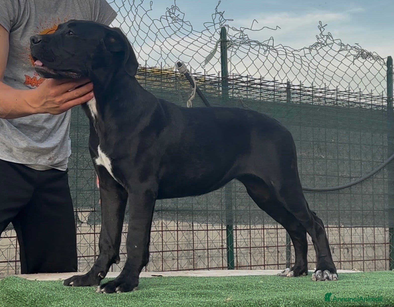 Cane Corso cani Cucciole cane corso con pedigree  - Annuncio 1
