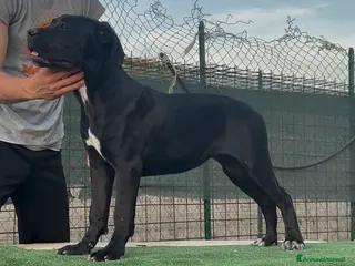 Cane Corso cani Cucciole cane corso con pedigree - Annuncio 1