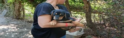 Meticcio cani in regalo: LO SPLENDIDO MALCOM HA BISOGNO DI TE, IN ADOZIONE - Annuncio 2