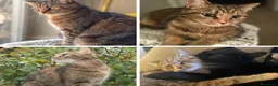Maine Coon gatti in vendita: Adorabili Gattini F/M - Annuncio 16