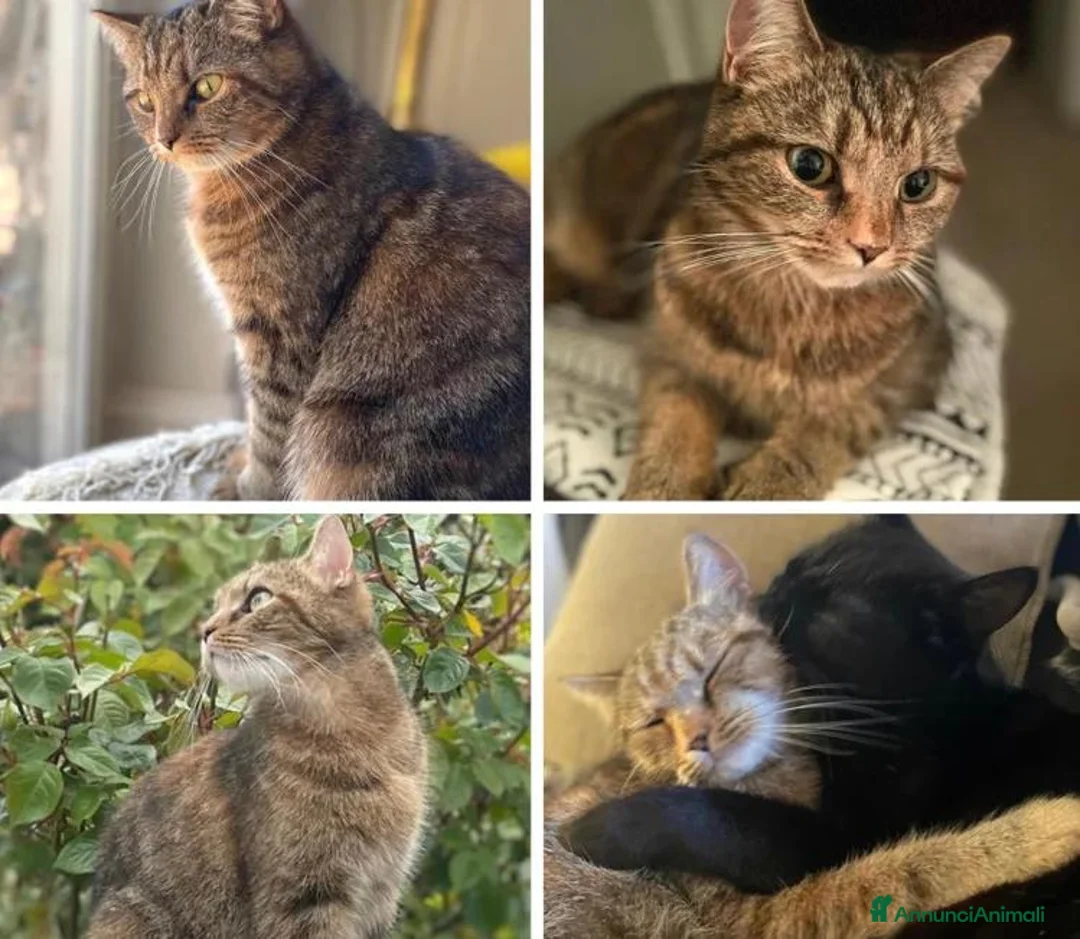 Maine Coon gatti in vendita: Adorabili Gattini F/M - Annuncio 16