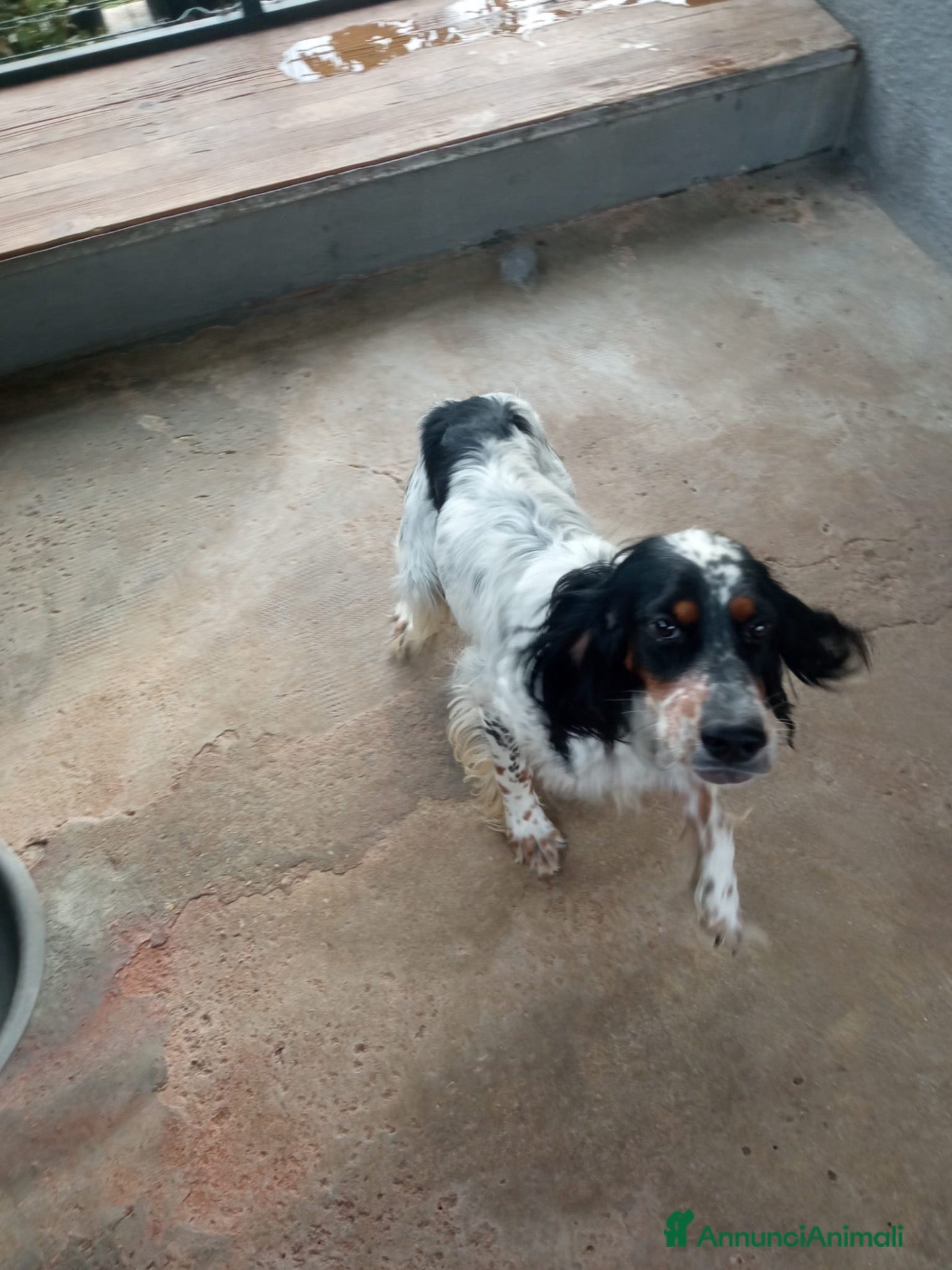Setter Inglese cani Regalo Setter Inglese - Annuncio 19