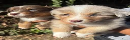 Australian Shepherd cani in vendita: pastore australiano aussie cuccioli - Annuncio 9