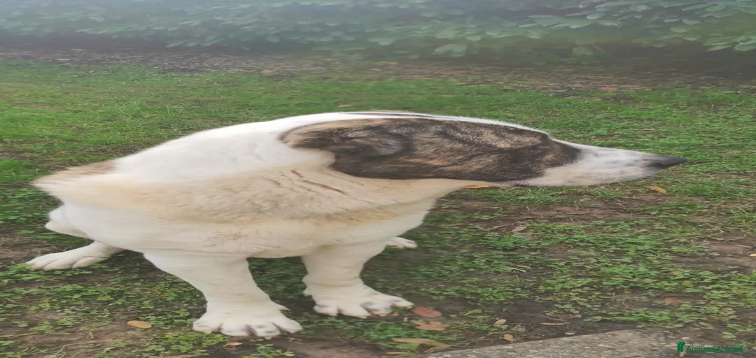 Immagine della galleria {{count}}