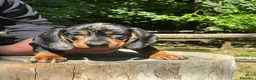 Bassotto cani in vendita: arlecchino silver - Annuncio 7
