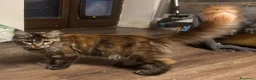 Maine Coon gatti in vendita: cucciole di Maine coon con pedigree - Annuncio 5