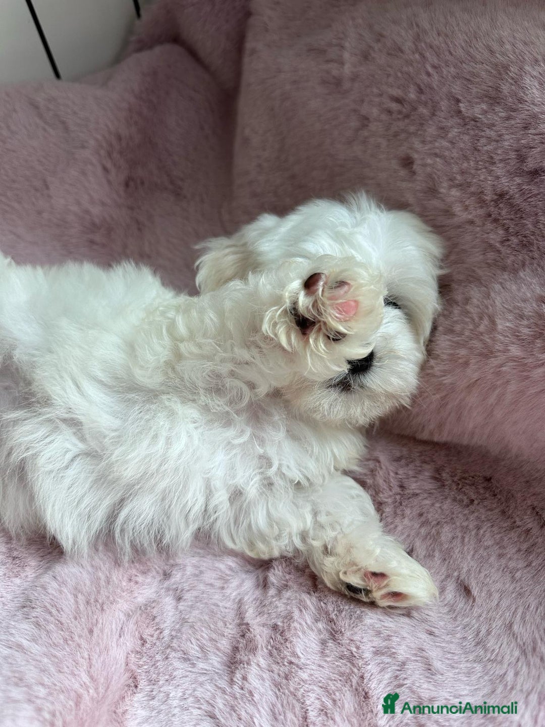 Maltese cani in vendita: Cuccioli di maltese - Annuncio 5