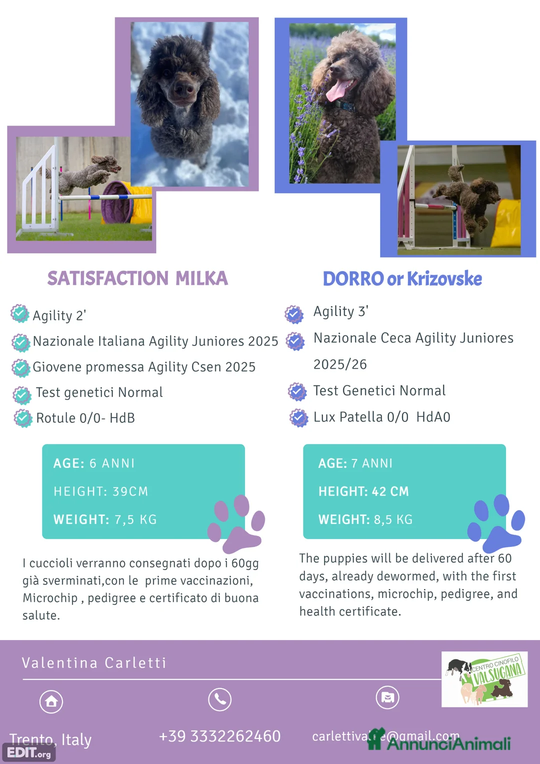 Barbone cani in vendita: Barbone Media Mole Marroni a Provincia autonoma di Trento - Annuncio 2