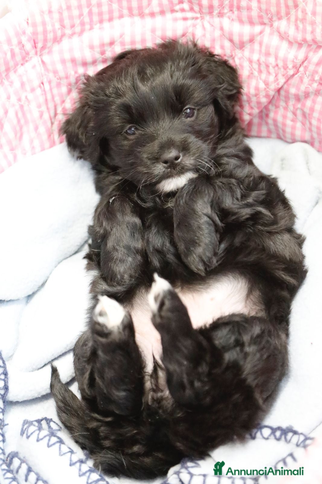 Meticcio cani LILLY e NELLY - Annuncio 1