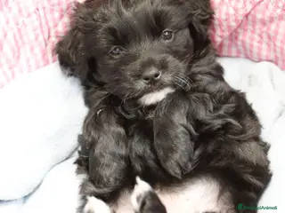 Meticcio cani LILLY e NELLY - Annuncio 1