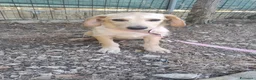 Meticcio cani in regalo: NICO E NEMO - Annuncio 2