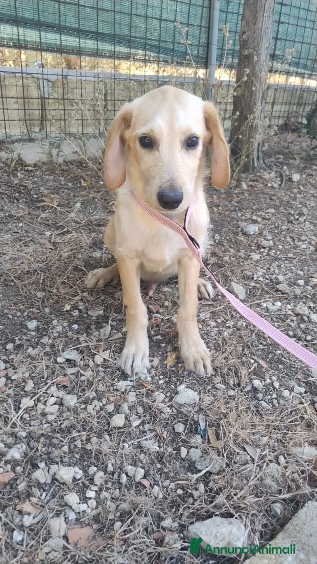 Meticcio cani in regalo: NICO E NEMO - Annuncio 2