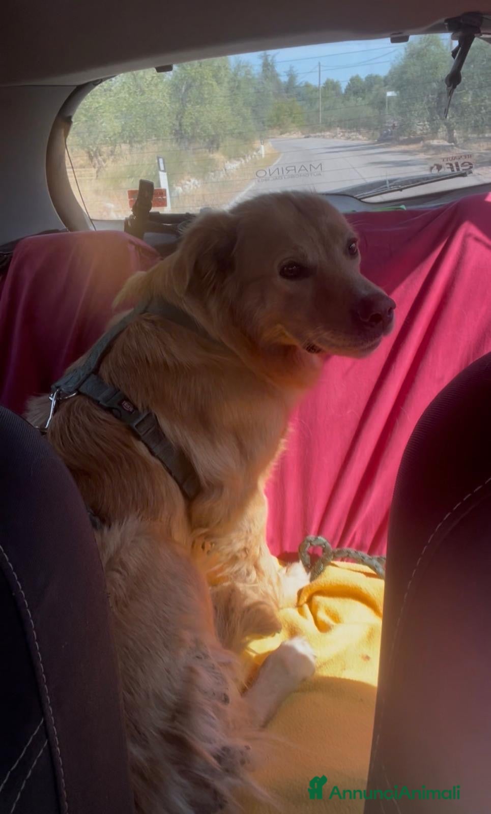 Meticcio cani Cecilia bellissima cagnolona a pelo lungo  - Annuncio 15