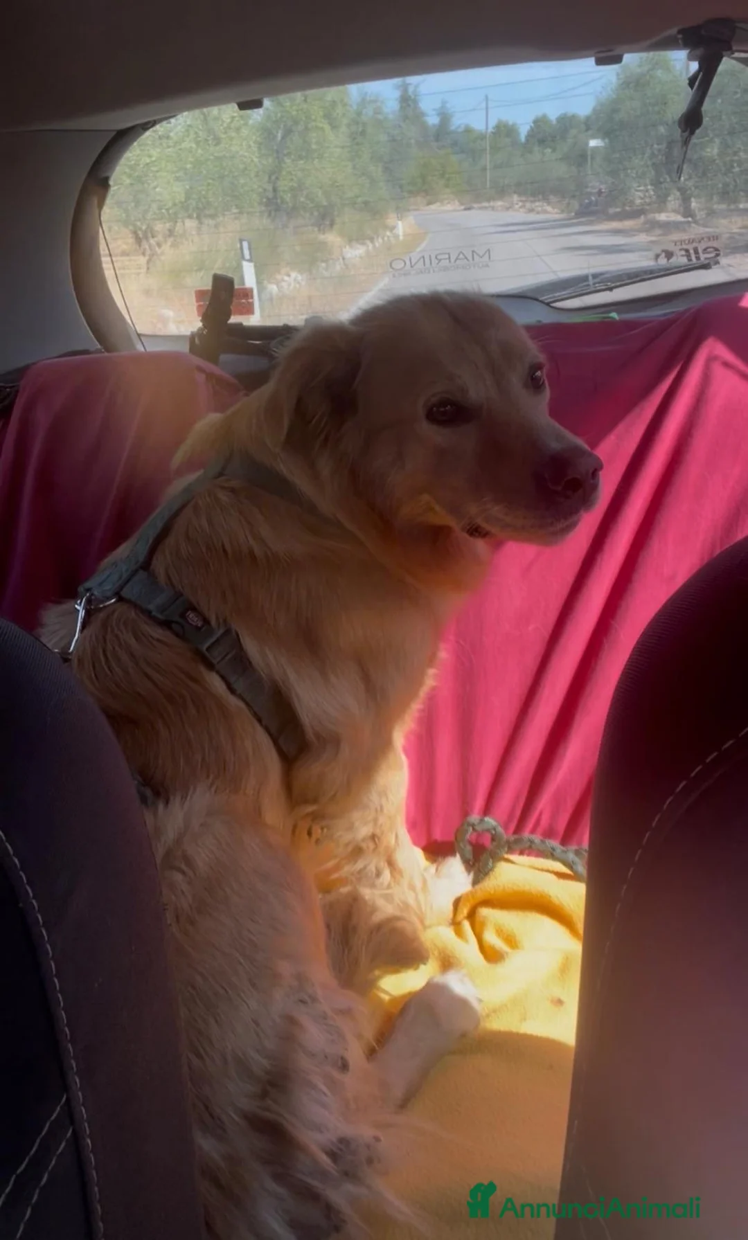 Meticcio cani in regalo: Cecilia bellissima cagnolona a pelo lungo  - Annuncio 1