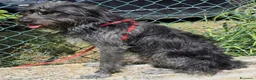 Meticcio cani in regalo: 1 anno, maschietto, 16/17 chili  - Annuncio 5