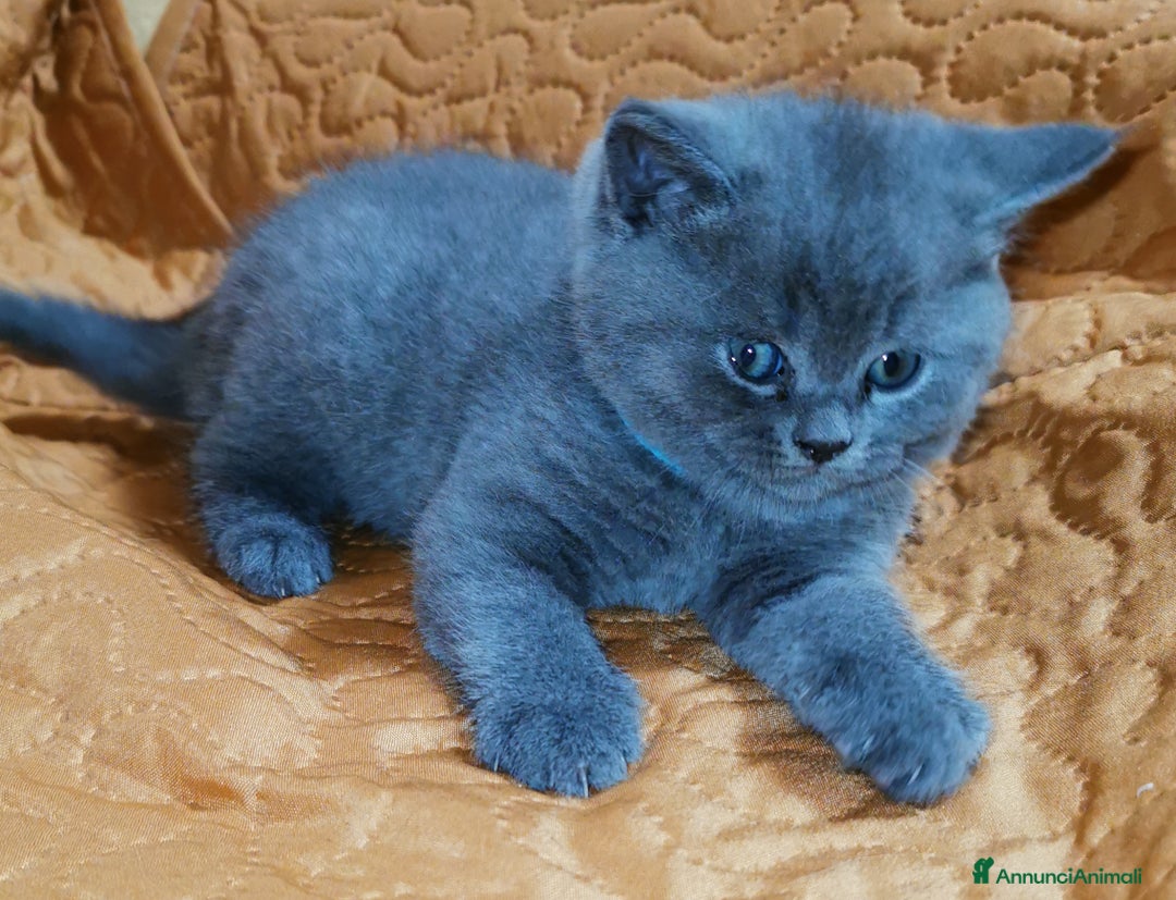 Scottish gatti in vendita: Gattini, cuccioli Scottish Straight, British  - Annuncio 9