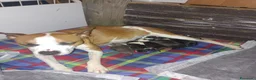 American Staffordshire cani in vendita: Amstaff - Annuncio 1