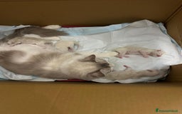 Ragdoll gatti in vendita: Cuccioli Ragdoll  a Libero consorzio comunale di Siracusa - Immagine 2