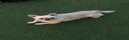 Chihuahua cani in vendita: Chihuahua maschietto  - Annuncio 7