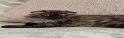 Scottish gatti in vendita: Gattine Scottish longhair  - Annuncio 8