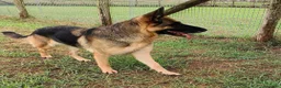 Pastore Tedesco cani in regalo: Sarah Jane pastore t. in adozione  - Annuncio 2
