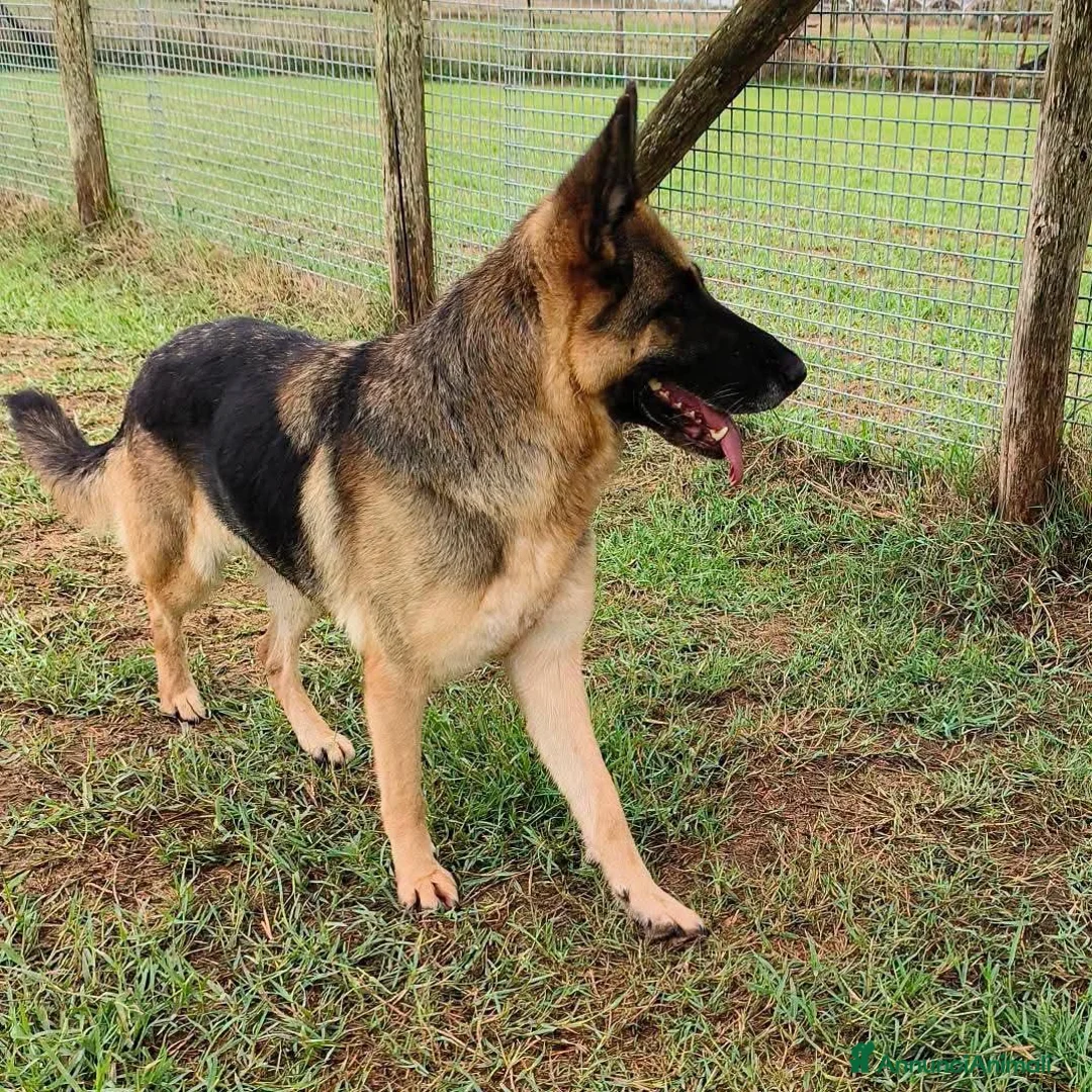 Pastore Tedesco cani in regalo: Sarah Jane pastore t. in adozione  - Annuncio 2
