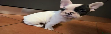 Bulldog Francese 2