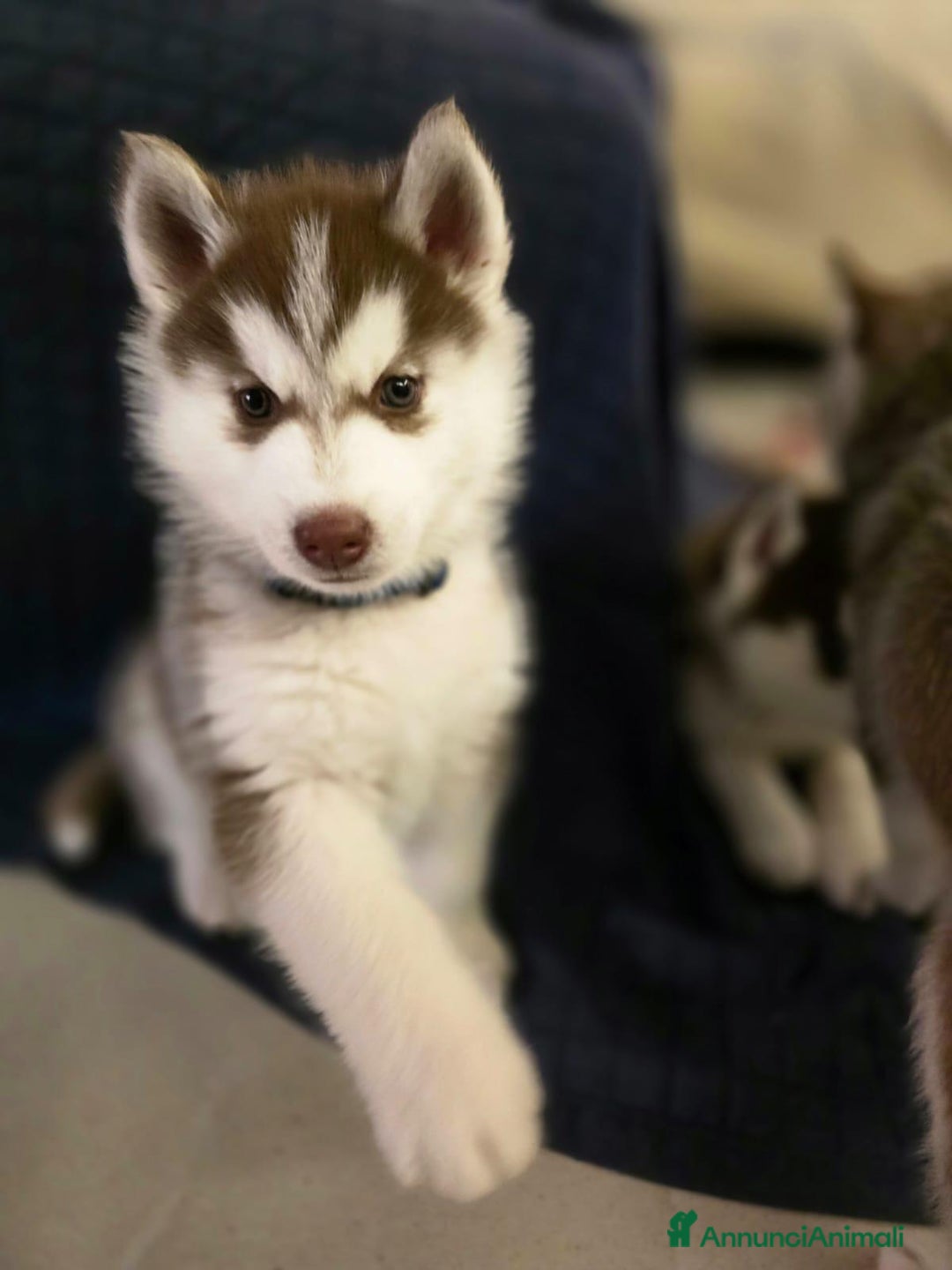 Husky cani in vendita: Occhi di ghiaccio: Siberian Husky  - Annuncio 3