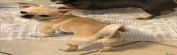 Chihuahua cani in vendita: Chihuahua cucciola  - Annuncio 2