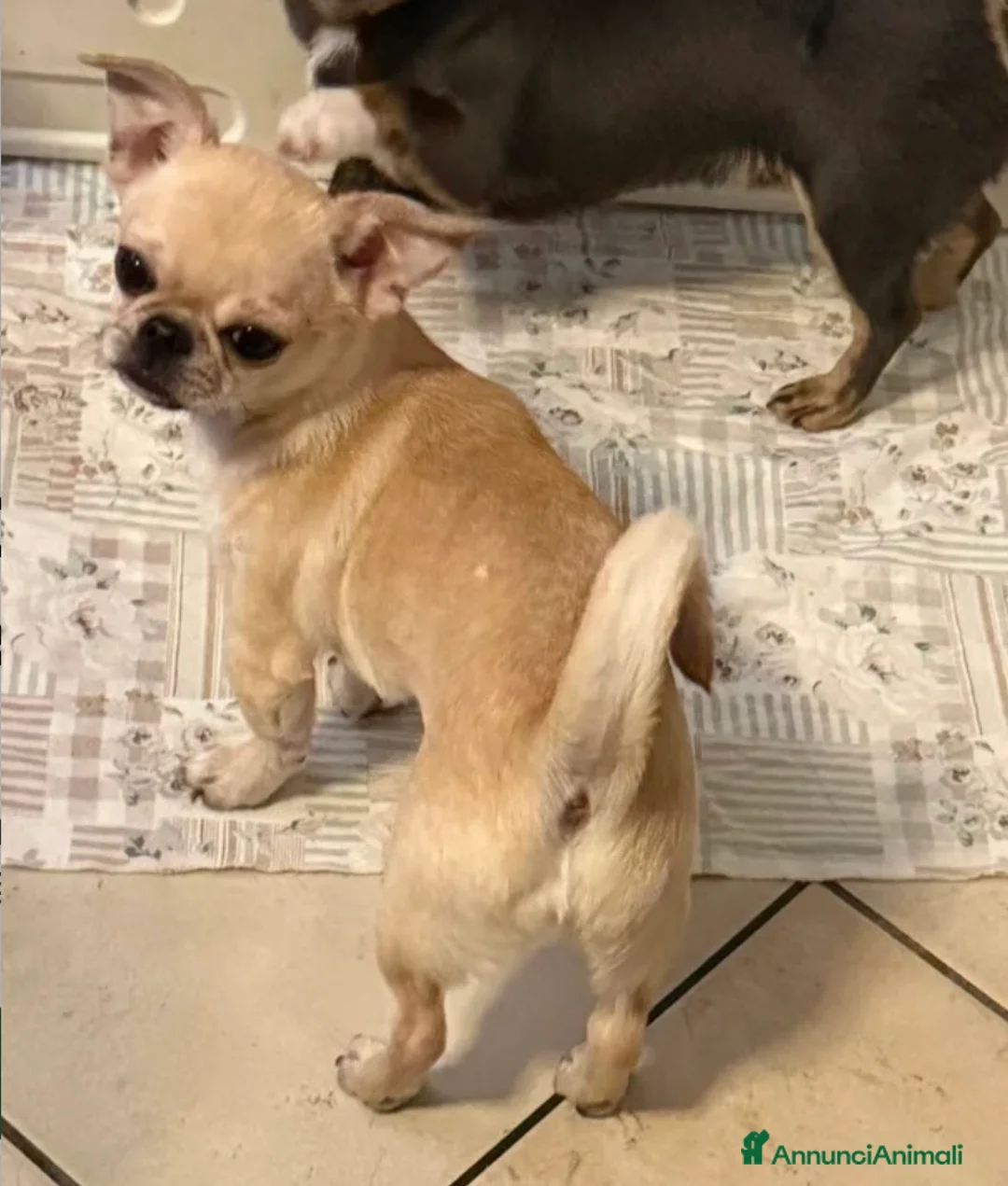Chihuahua cani in vendita: Chihuahua cucciola  - Annuncio 2