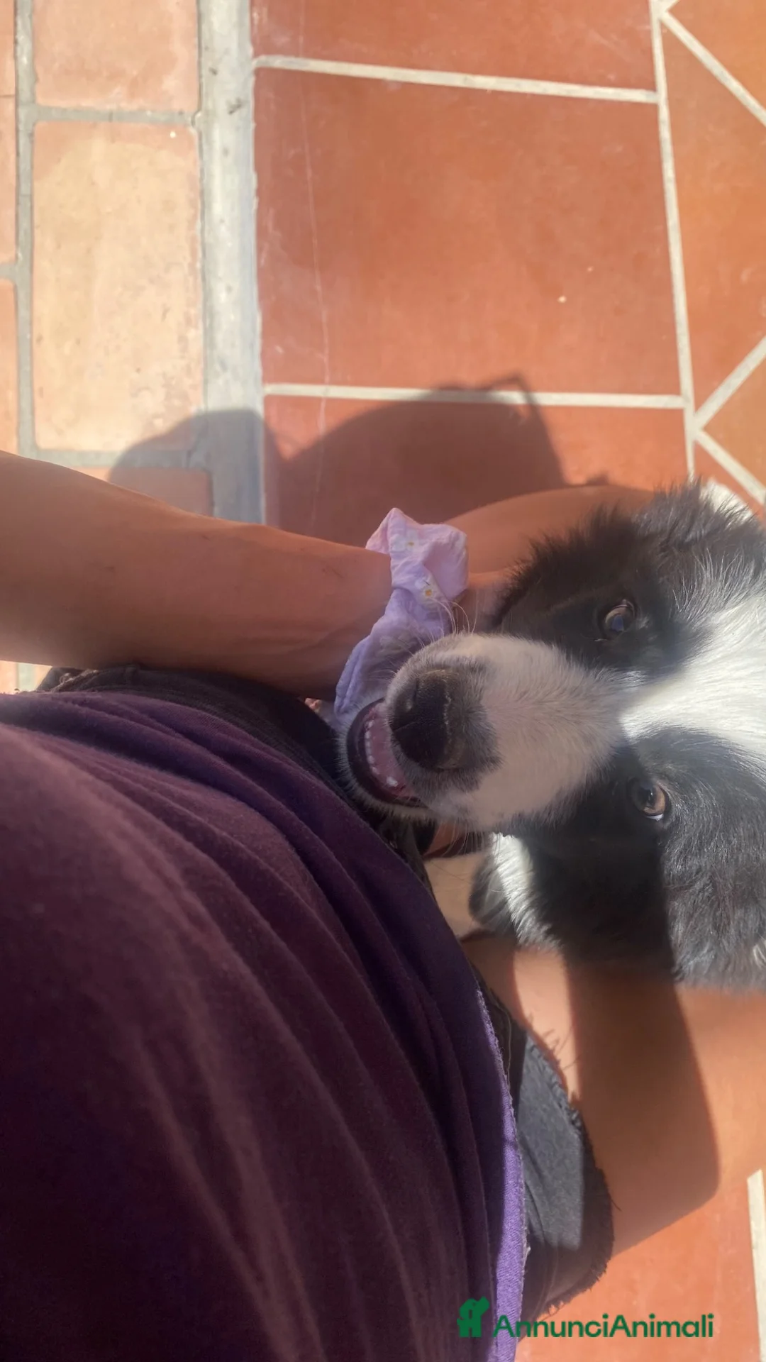 Border Collie cani in vendita: Meravigliosi cuccioli con pedigree - Annuncio 2