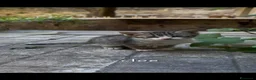 Meticcio gatti in regalo: Gattini - Annuncio 4