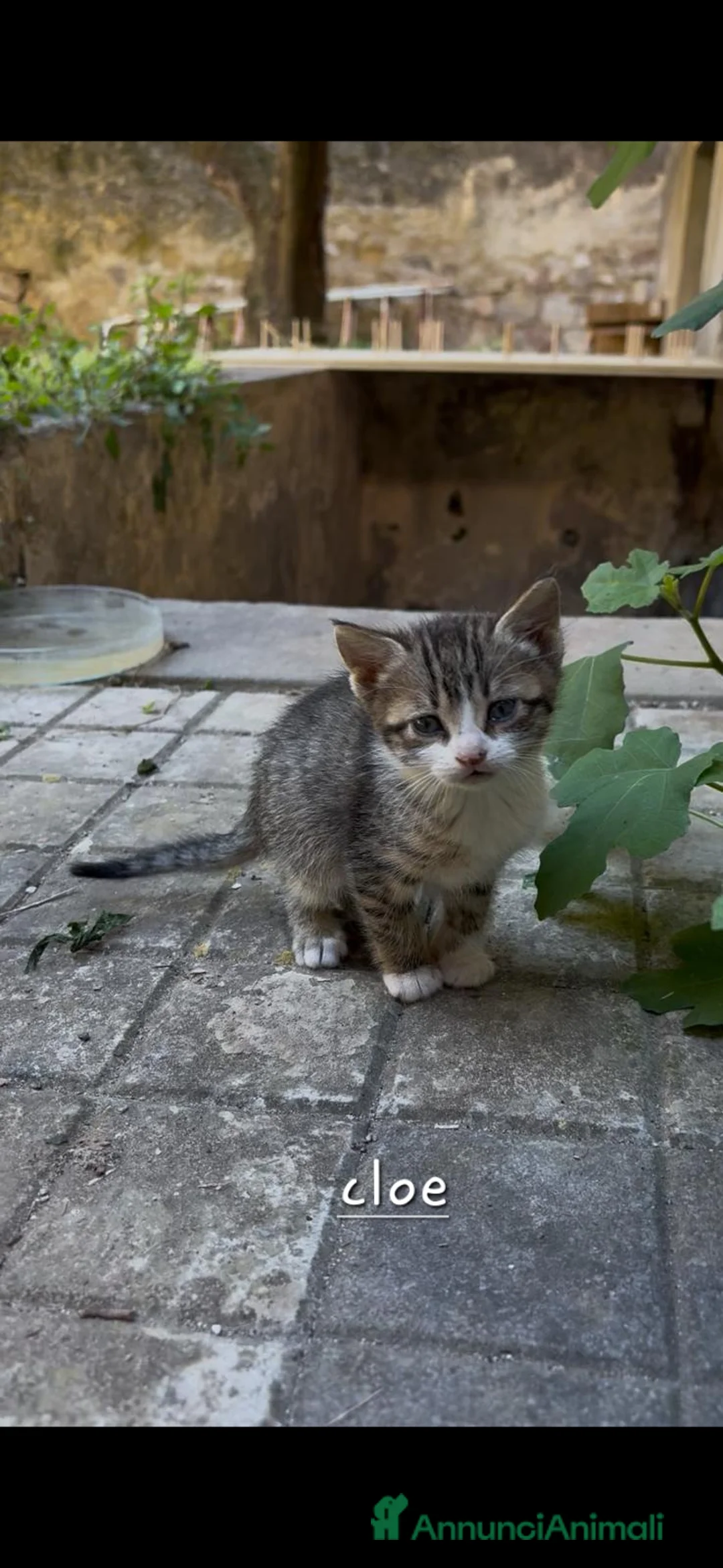 Meticcio gatti in regalo: Gattini - Annuncio 4