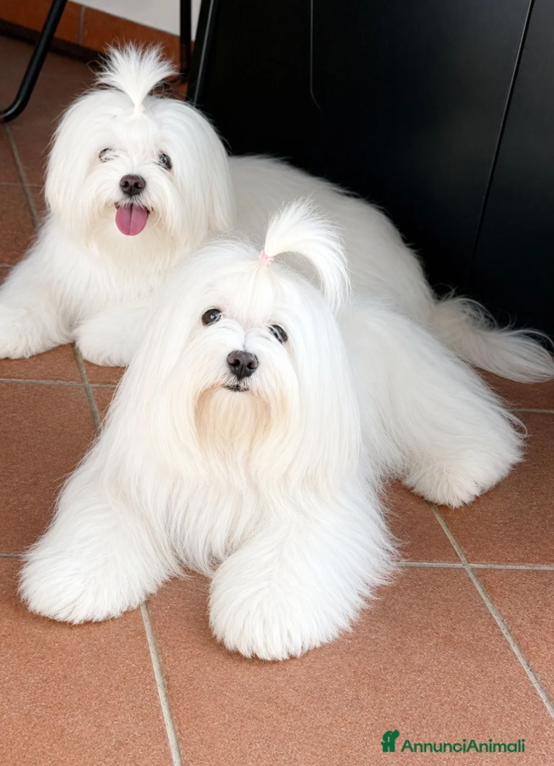 Maltese cani in vendita: Piccoli maltesi cercano la loro famiglia - Annuncio 2