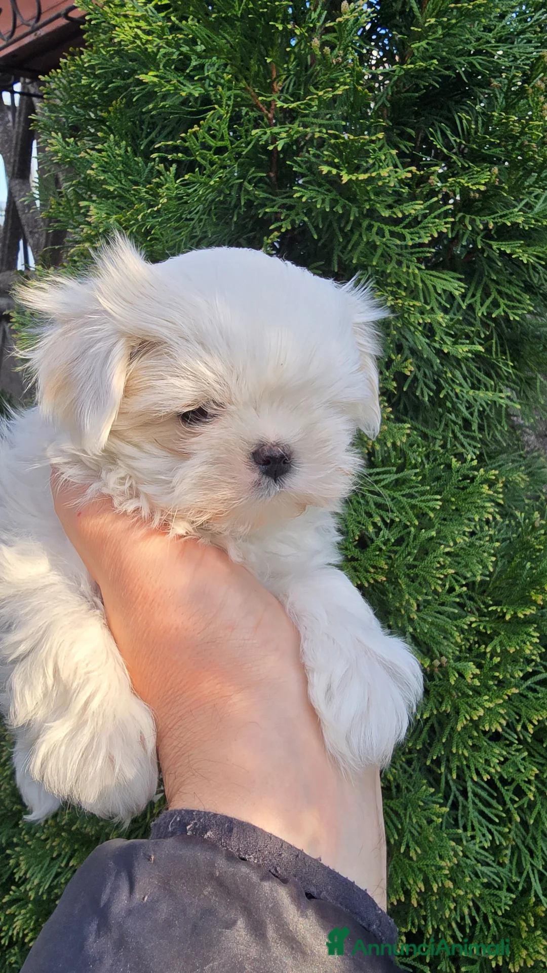 Maltese cani in vendita: Maltese maschietto  a Città metropolitana di Milano - Annuncio 5