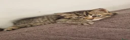 British gatti in vendita: British shorthair  - Annuncio 18