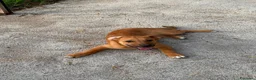 Meticcio cani in regalo: bobby  - Annuncio 2