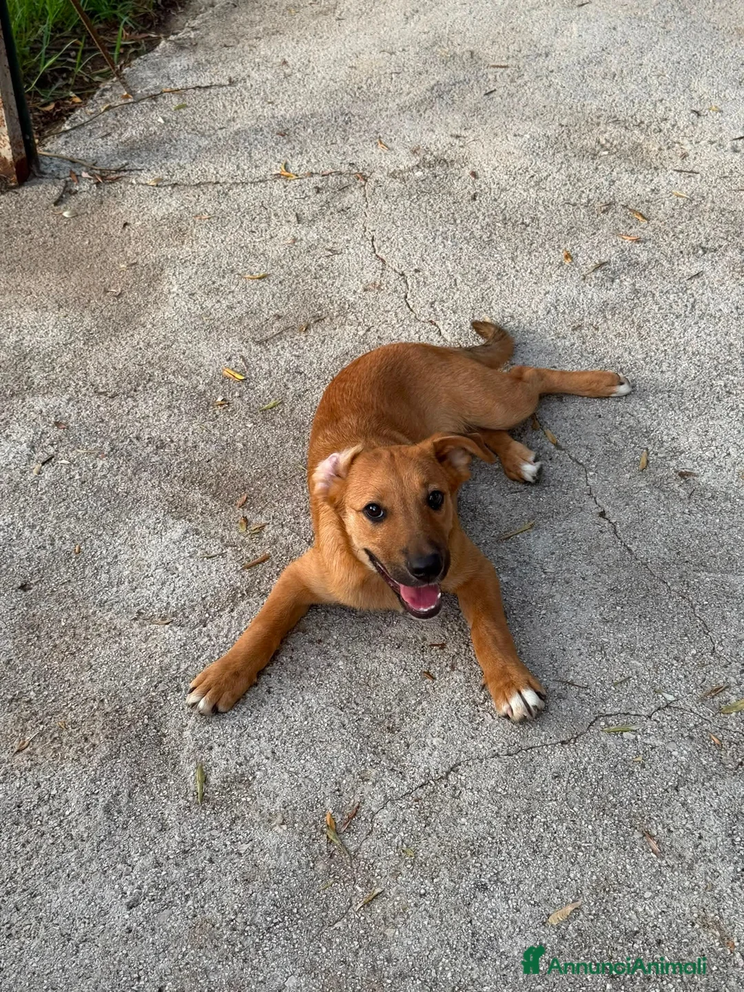 Meticcio cani in regalo: bobby  - Annuncio 2