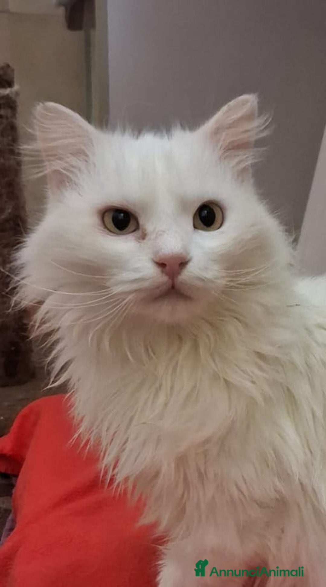 Meticcio gatti in regalo: GATTA E GATTINO SPECIALI - Annuncio 3