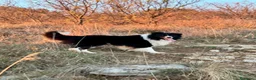 Border Collie cani per accoppiamento: Border Collie maschio per monta con pedigree a Provincia di Brescia - Annuncio 6