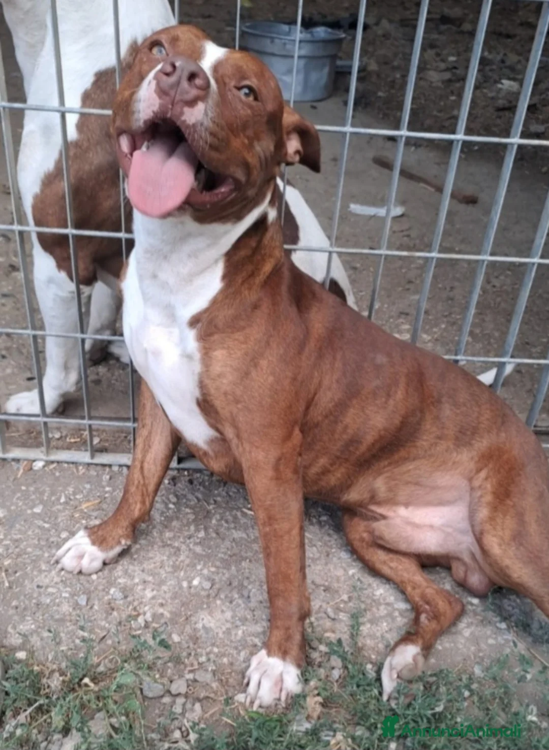 Pitbull cani in regalo: Drake Pitbull 20mesi e sorellaURGENTE CASA.COSENZA - Annuncio 1