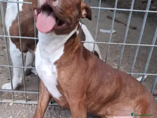 Pitbull cani Drake Pitbull 20mesi e sorellaURGENTE CASA.COSENZA - Annuncio 3