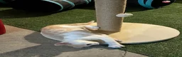 Meticcio gatti in regalo: Regalo bellissimo gattino maschio - Annuncio 4
