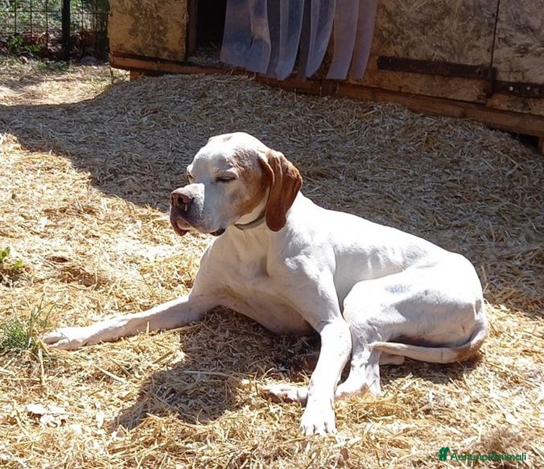 Pointer cani in regalo: DIANA dolcissima con tanta voglia di correre - Annuncio 5